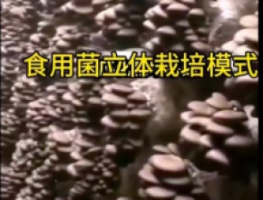 適工廠化栽培的優質平菇QS—3